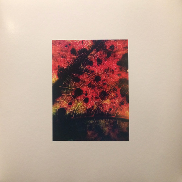 Common Eider, King Eider - A Wound Of Earth (LP, Album)